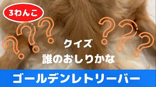 おしりクイズ！ジャジャン‼︎ 《沖縄に住む3匹のかわいいゴールデンレトリバー：大型犬　多頭飼い》ぽい。すい。子犬のぴい。