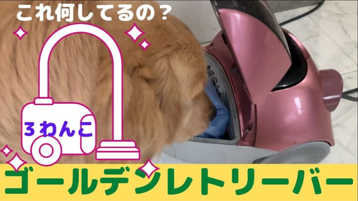 掃除機の紙パック交換を不思議そうに見る子犬🐶《沖縄に住む3匹のかわいいゴールデンレトリバー：大型犬　多頭飼い》ぽい。すい。子犬のぴい。