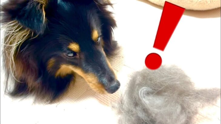 癒し犬・シェットランドシープドッグのブラッシングタイム　ボーディの毛　Brushing time (shetland sheepdog)