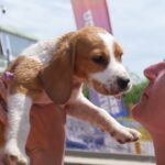 癒されすぎる！かわいい子犬とのふれあい (CUTE PUPPIES)