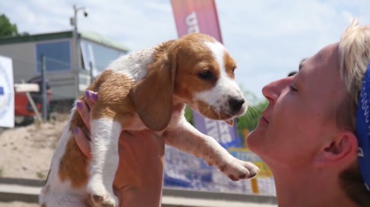 癒されすぎる！かわいい子犬とのふれあい (CUTE PUPPIES)