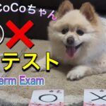 🐶◯❌中間テスト・◯どっち？ポメのCoCoちゃん。【ポメラニアン】小型犬・癒し犬動画・ポメのCoCo