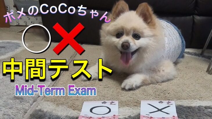 🐶◯❌中間テスト・◯どっち？ポメのCoCoちゃん。【ポメラニアン】小型犬・癒し犬動画・ポメのCoCo