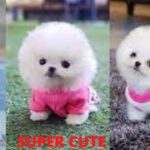 Cute Puppies Video – かわいいとかわいい子犬