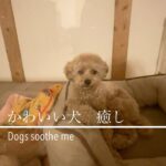 トイプードル　かわいい犬　癒し/Dogs soothe me