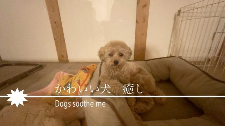 トイプードル　かわいい犬　癒し/Dogs soothe me