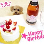 【歌う犬】Happy Birthday Mama! （ティーカッププードル）おしゃべりペット
