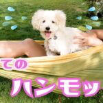 【リアクション】一刻も早くハンモックから下りたい可愛い子犬 My Puppy Reacts to First Time Hammock【トイプードルのルナ】【愛犬との日常】【アメリカ生活】【dog】