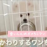 おかわりを要求する子犬（Puppy requesting a refill.)(그릇을 요구하는 강아지)（请求补充的小狗）