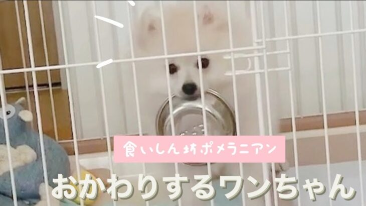 おかわりを要求する子犬（Puppy requesting a refill.)(그릇을 요구하는 강아지)（请求补充的小狗）