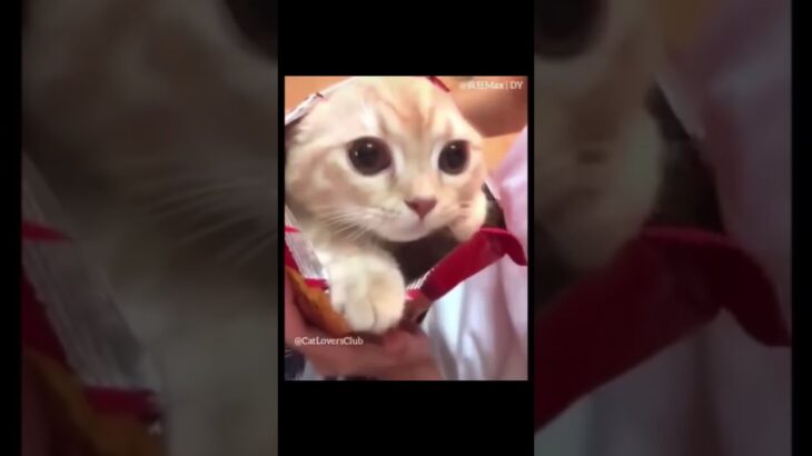 お菓子の袋から出てくるねこ　かわいい癒しの動画　＃Shorts