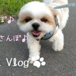 ✾シーズー犬Vlog✾お散歩のもぐがかわいい♡#shorts