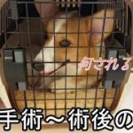 【コーギー子犬】避妊手術をうけました。手術前～手術後の様子　-corgi puppy-