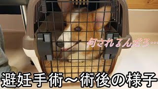 【コーギー子犬】避妊手術をうけました。手術前～手術後の様子　-corgi puppy-