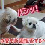 シーズーの愛を断固拒否するペキニーズ#可愛い犬#dog