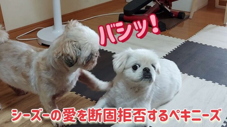 シーズーの愛を断固拒否するペキニーズ#可愛い犬#dog