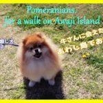 【もふもふポメラニアン癒し系犬】淡路島の広い公園でお散歩.　for a walk on Awaji Island.