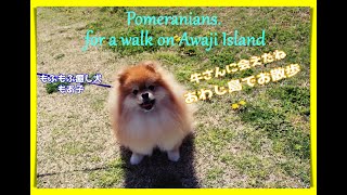 【もふもふポメラニアン癒し系犬】淡路島の広い公園でお散歩.　for a walk on Awaji Island.