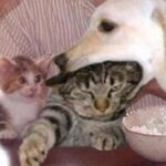 猫と犬のかわいくておもしろいハプニング動画集part13【海外犬猫動画】
