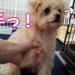 【しつけ】子犬にお手を教えてみた！ガンバってる姿がかわいい【子犬】【チワプー】【puppy】