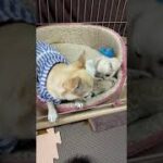 仲良くくつろぎタイム🥰#shorts#chihuahuas#baby#puppy#dog#赤ちゃん#チワワ#こいぬ#犬#癒し