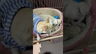 仲良くくつろぎタイム🥰#shorts#chihuahuas#baby#puppy#dog#赤ちゃん#チワワ#こいぬ#犬#癒し