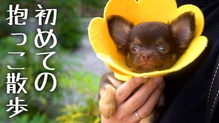 かわいい子犬との初めての抱っこ散歩を撮影しました。