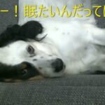 癒し！！【安らぎの？寝息！？】爆睡犬！！