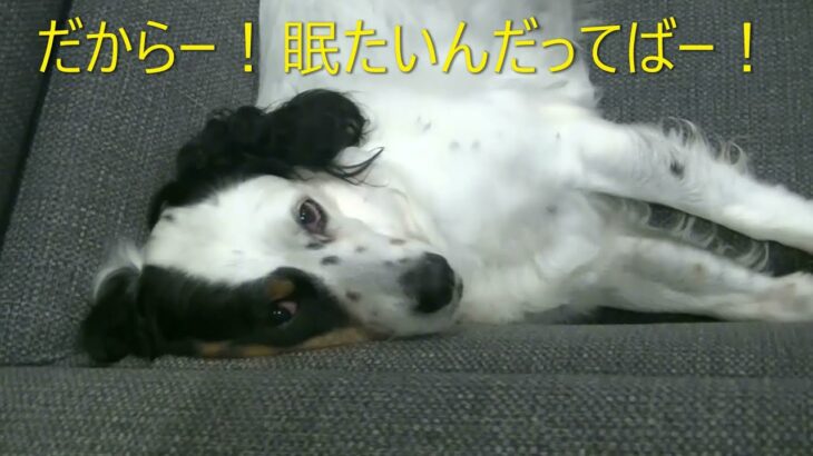 癒し！！【安らぎの？寝息！？】爆睡犬！！