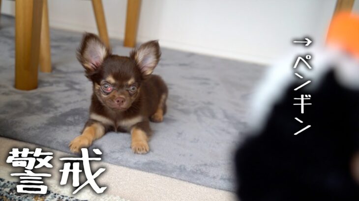 ペンギンのおもちゃを警戒する子犬がかわいいので撮りました。