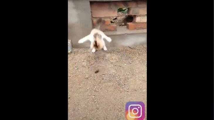 絶対笑う 最高におもしろ 猫 犬のハプニング 失敗動画集 かわいい動物 犬 子犬動画まとめch