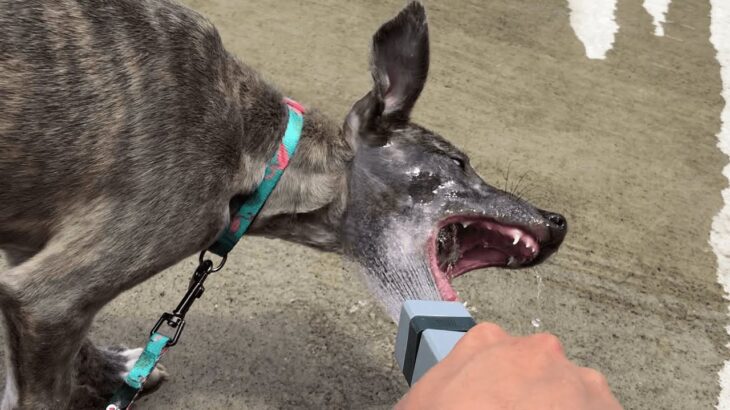 【致命的】水の飲み方が下手すぎる犬【かわいい】