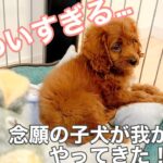 【キャバプー】子犬を迎えた日【かわいい】