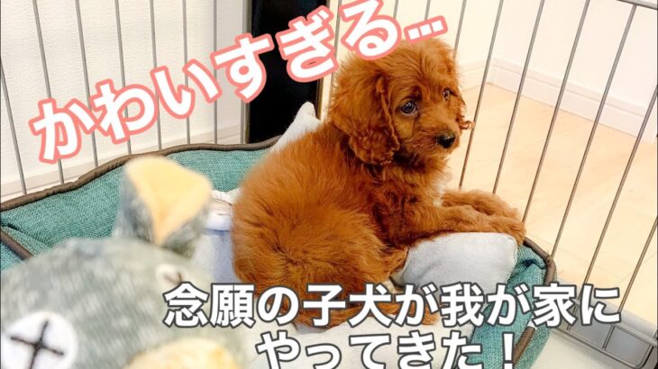 【キャバプー】子犬を迎えた日【かわいい】