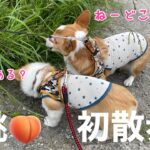 コーギー子犬　　桃🍑のかわいい初散歩！　