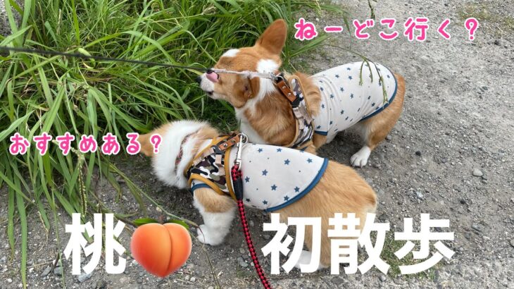 コーギー子犬　　桃🍑のかわいい初散歩！　