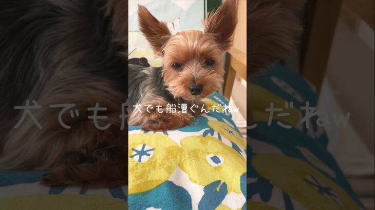 犬でも船漕ぐんだね　#ヨークシャーテリア　#癒し動画