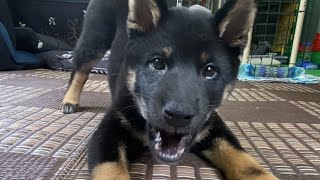 【黒柴】独特な声で吠える柴犬がかわいい【子犬】