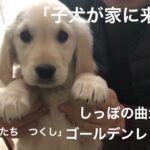 ゴールデンレトリバー子犬が来た！/ブリーダーさんから我が家へ/大人しいはずがワルだった！/散歩デビュー/パピー時代