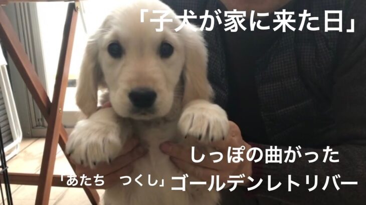 ゴールデンレトリバー子犬が来た！/ブリーダーさんから我が家へ/大人しいはずがワルだった！/散歩デビュー/パピー時代