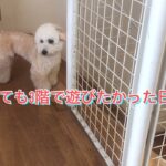 どうしても行きたい場所がある犬の訴え方がおもしろい