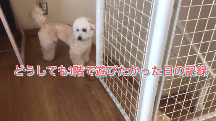 どうしても行きたい場所がある犬の訴え方がおもしろい