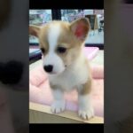 【コーギー】可愛い過ぎる💕子犬のコーギー🐶【マルワンさいたま武蔵浦和店】