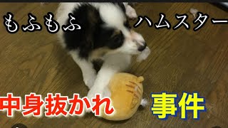 【犬】【子犬】【癒し】【おもしろ動画】