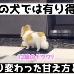 最近特に凄い！かなり特殊な甘え方をする老犬チワワがこちらです