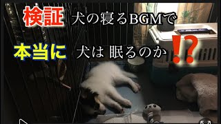 【犬】【子犬】【癒し動画】【検証】