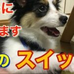 【パピヨン】【犬】【子犬】【癒し】【面白い動画】
