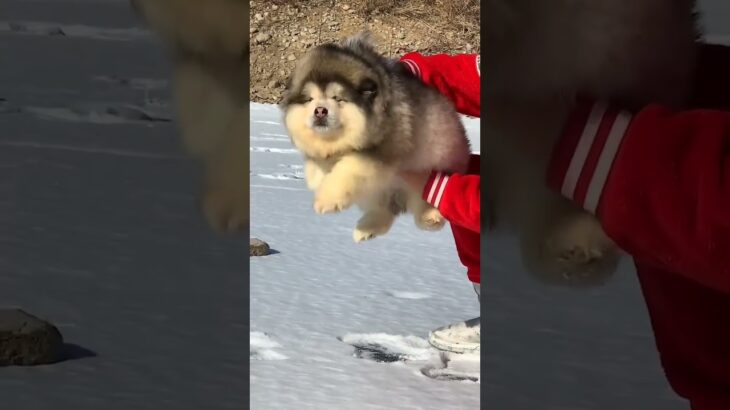 面白さにステ全振りした犬