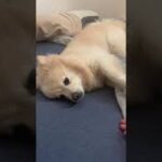 可愛すぎるから再度up‼️  【わんちゃん癒し動画】我が家の愛犬ポメッツわたあめ 【dog】【cute】