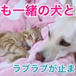 犬と猫って仲良くなるの？！　朝から晩まで何するのも一緒の犬と猫　ラブラブ１０シーン vol.2　犬と猫　【なかよし犬と猫】【保護猫　保護犬　かわいい癒やし動画】【犬と猫どっちも飼ってると毎日たのしい】